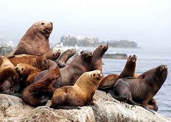 Seals, Sea Lions, Otters